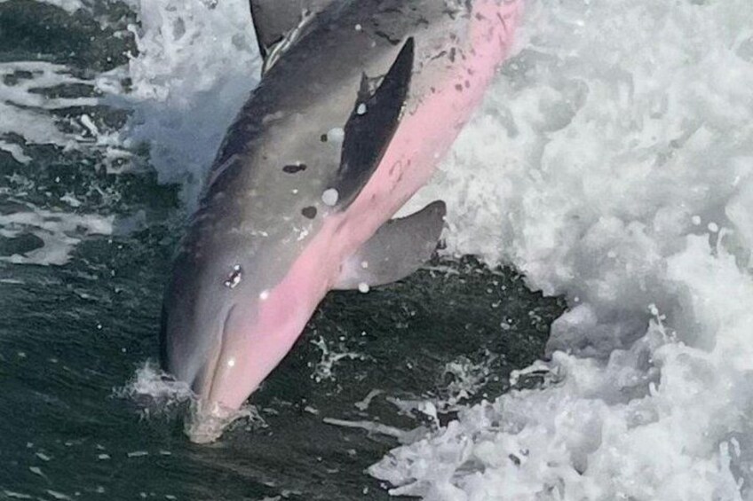 Dolphin Watching Tour - I think this precious baby dolphin just took the #1 spot in my heart. 2