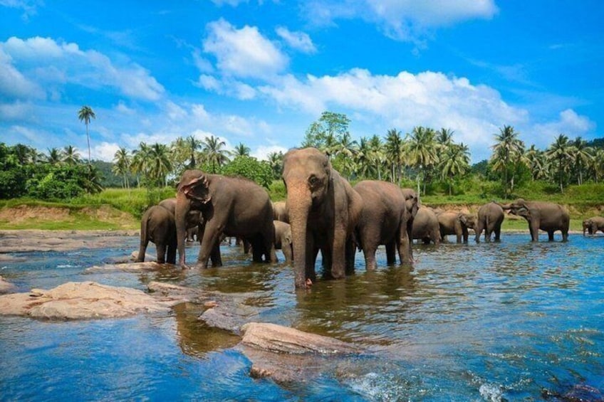 Olifanten in een rivier, met palmbomen op de achtergrond. 1