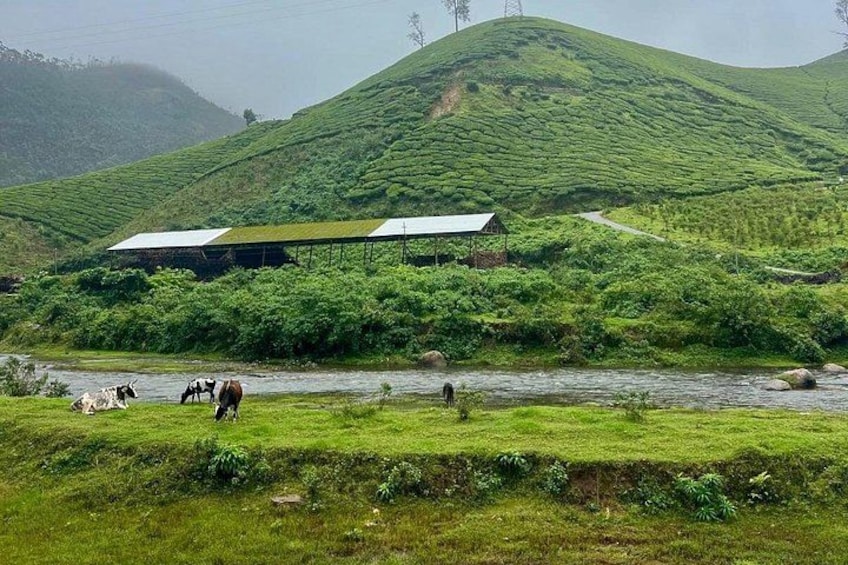 A river, grazing animals, and a tea plantation. 3