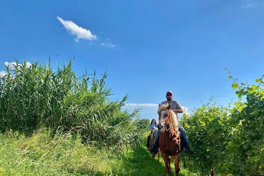 Una persona montando a caballo por un sendero cubierto de hierba, con abundante vegetación a ambos lados. 5