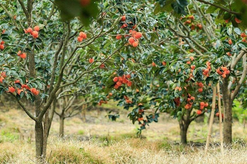 Ein Obstgarten mit Bäumen, die rote Früchte tragen, vermutlich Beeren, und ein grünes Feld im Hintergrund. 3