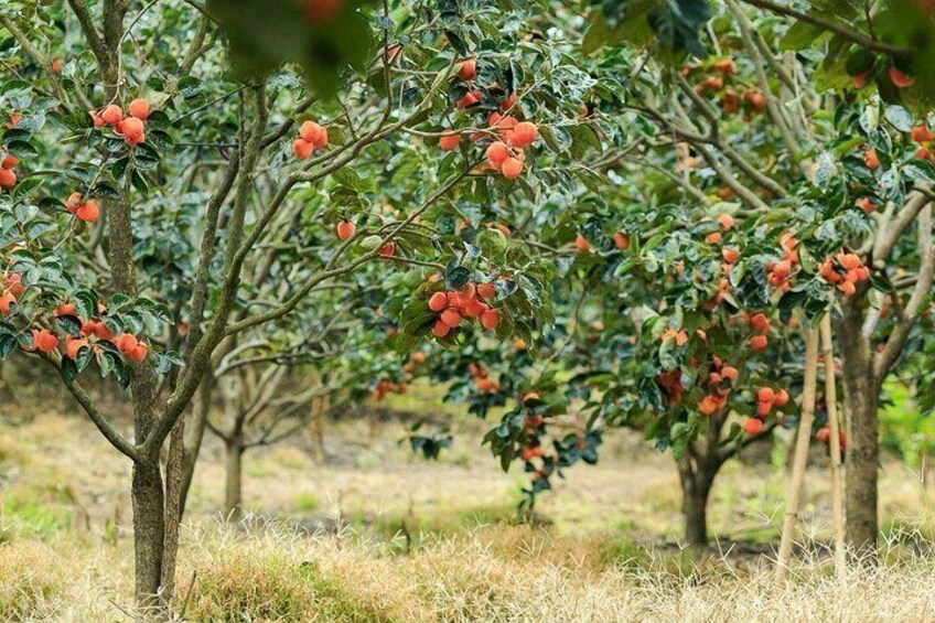An orchard with trees bearing red fruits. 3