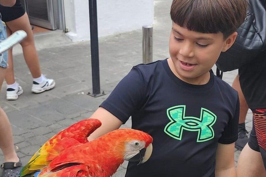 A person holding a red and yellow parrot. 5