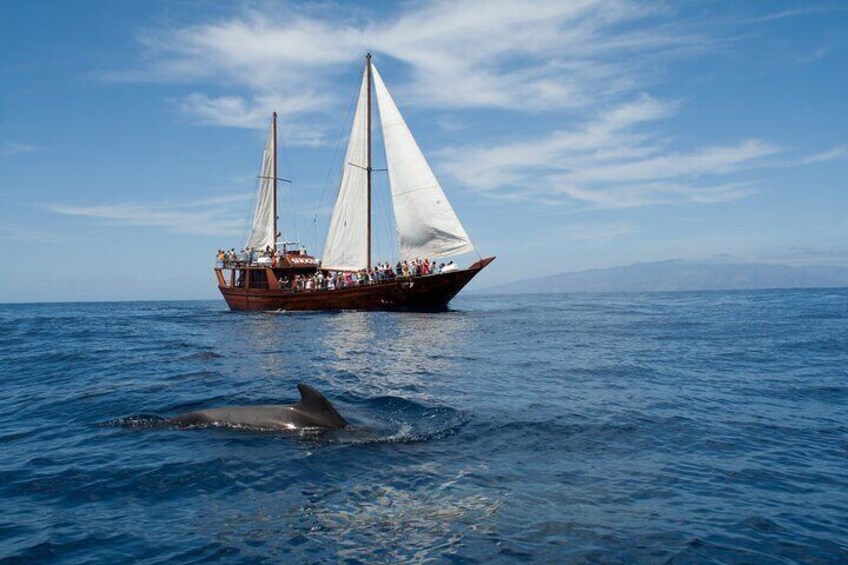 A sailboat with passengers and a dolphin swimming nearby. 1