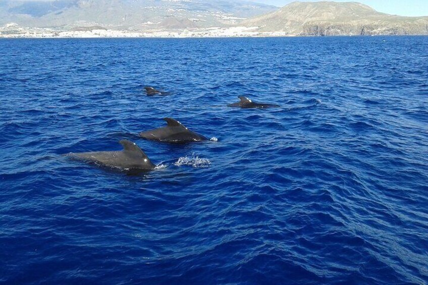 Dolphins swimming in the ocean with a mountainous coastline in the background. 4