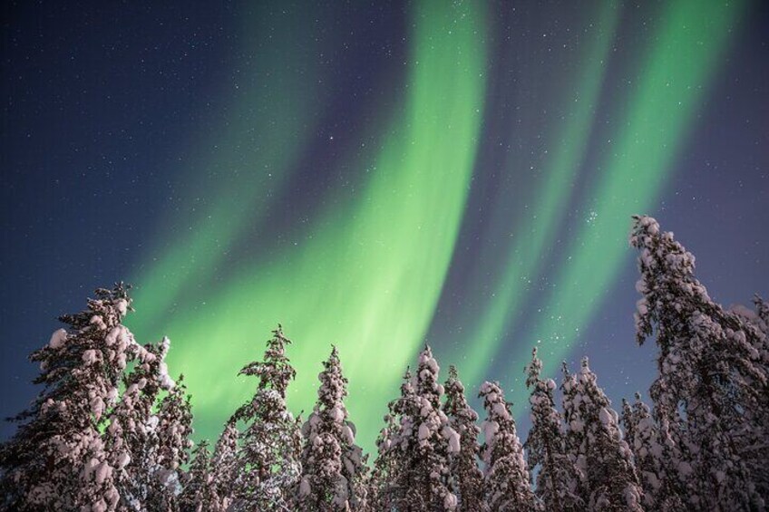 The Northern Lights over a forest of snow-covered trees. 3