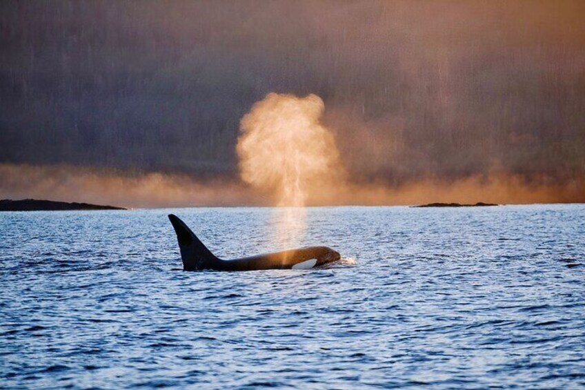 An orca breaching with a spray of water in a body of water. 1