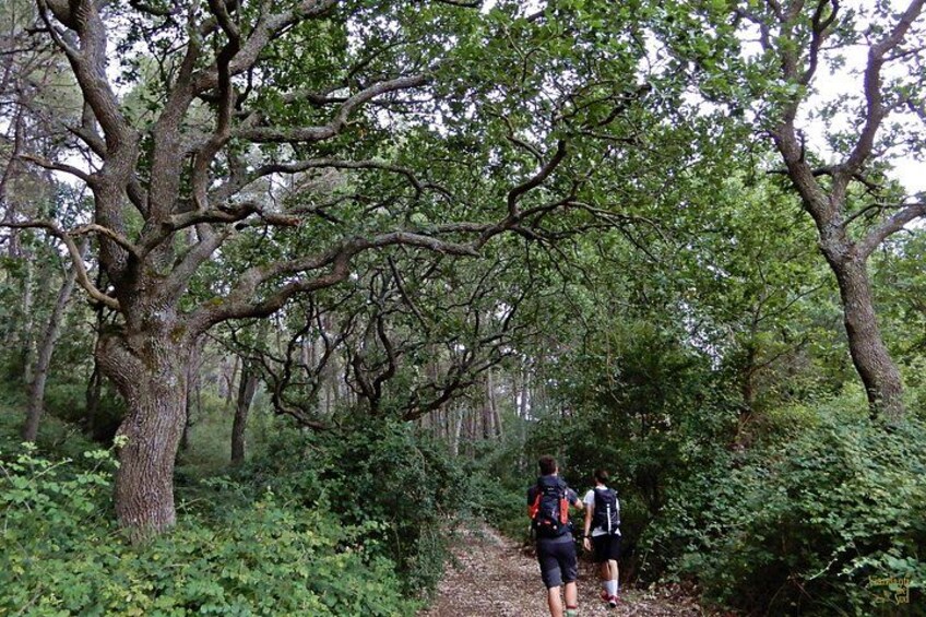 Mercadante Forest : excursion in Alta Murgia National Park 1