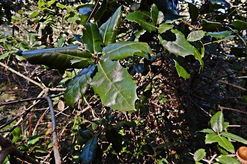 Mercadante Forest : excursion in Alta Murgia National Park 2