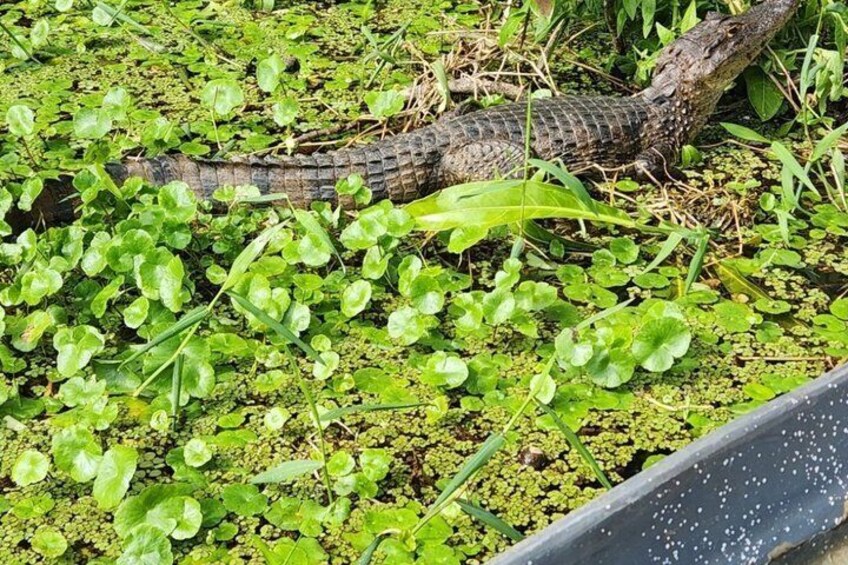 Tortuguero Canals Canoe Tour 2