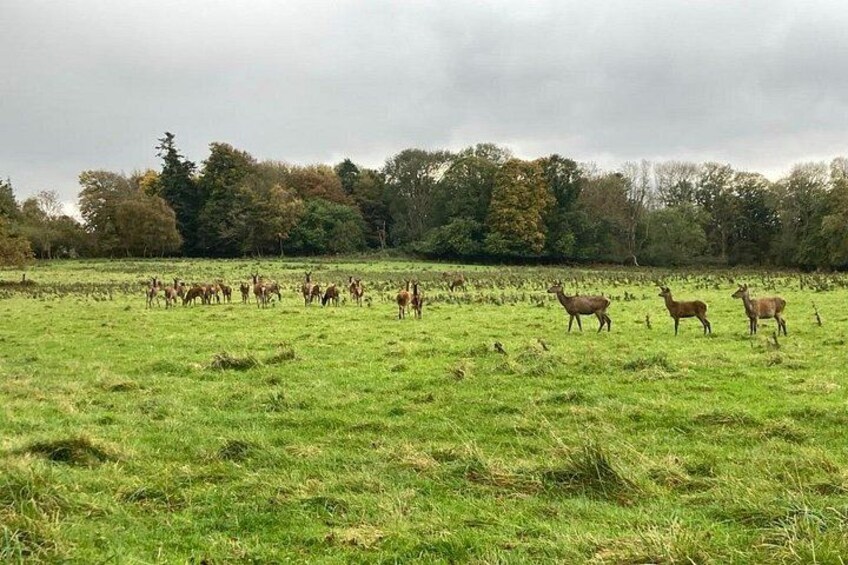Killarney National Park Self Guided Audio Walking Tour 3