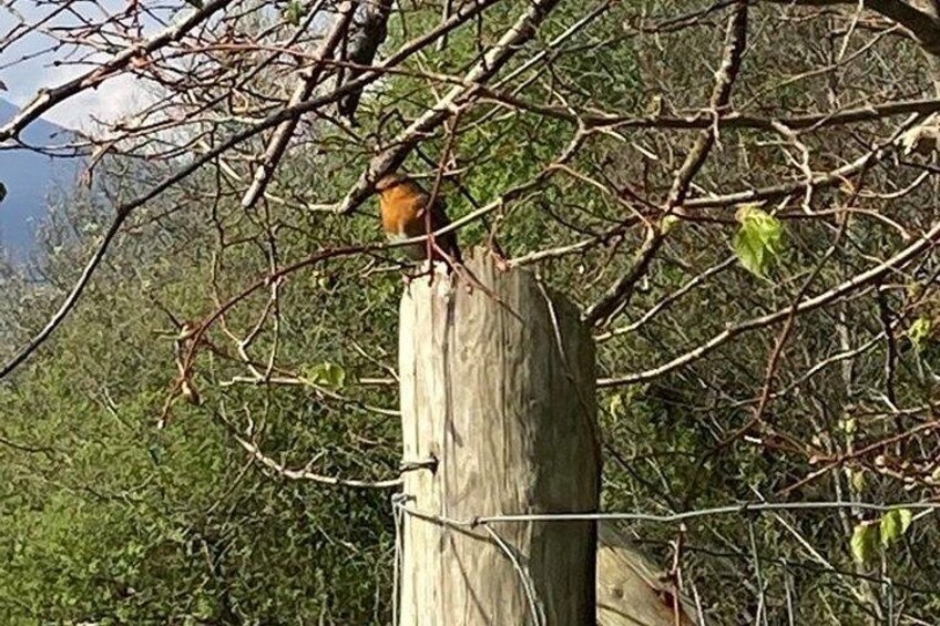 Killarney National Park Self Guided Audio Walking Tour 5