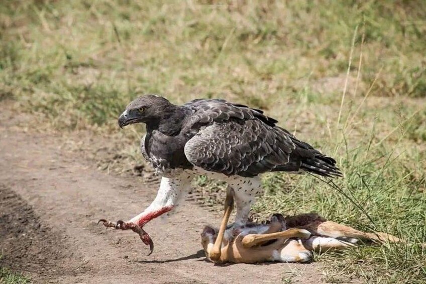 Un oiseau de proie, vraisemblablement un faucon, se tient au-dessus d’une carcasse sur un chemin de terre dans une zone herbeuse. 3