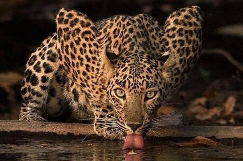 Full day Safari Game Drive. 4
