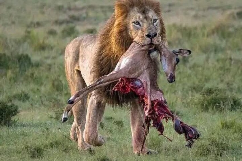 Full day Safari Game Drive. 5