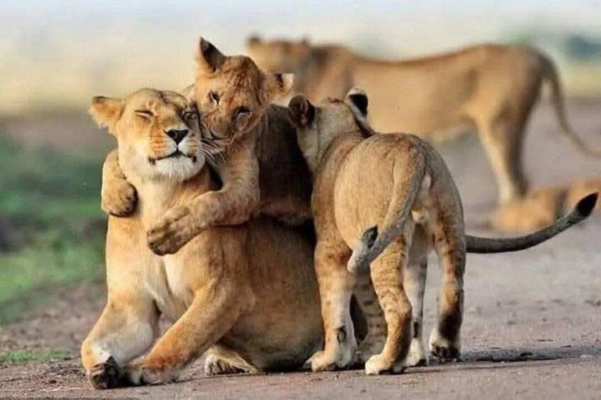 Deux lions enlacés, avec un troisième lion en arrière-plan. 4