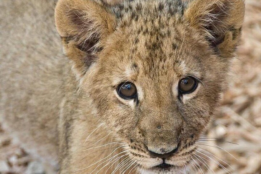Full day Safari Game Drive. 3