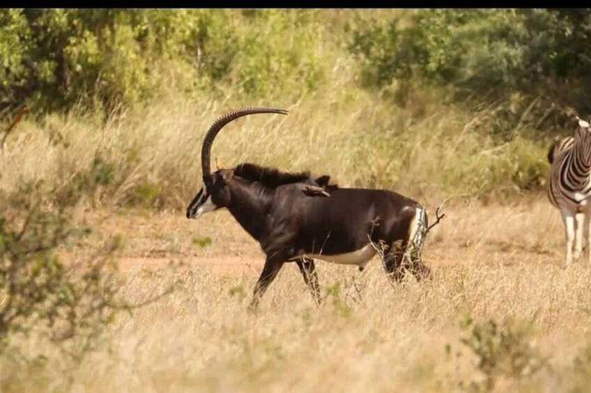 Un kudou, une espèce d'antilope, se trouve dans une savane herbeuse, avec des arbres en arrière-plan. 5