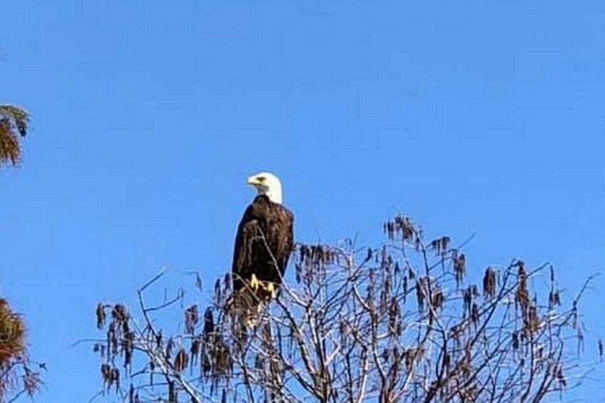 A bald eagle perched on a branch. 5
