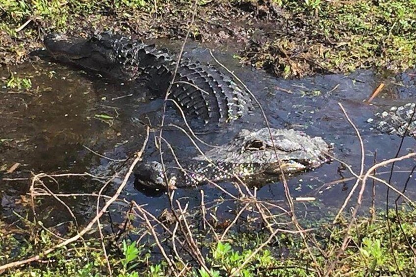 An alligator in a muddy waterhole surrounded by vegetation. 2