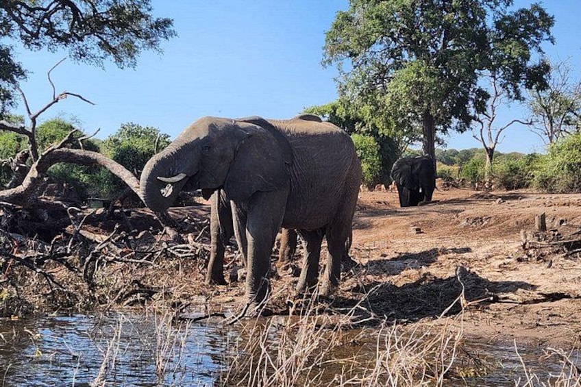Elefantes cerca de un abrevadero en un paisaje de sabana árida. 3