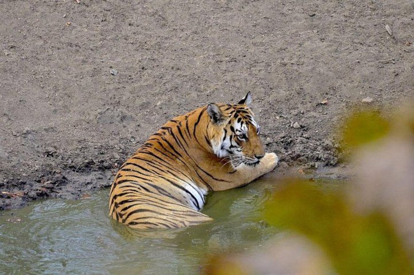 A tiger resting by a muddy waterhole. 3