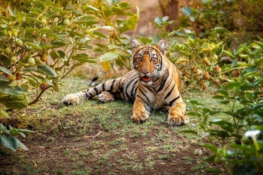 A tiger lying on the ground surrounded by green foliage. 4