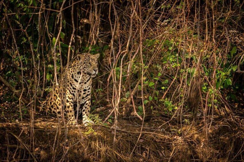 2-Days Wilderness Escape to Pench National Park from Nagpur 1