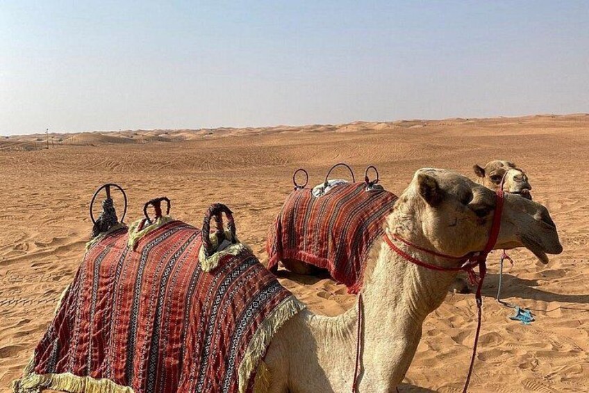 Camels in a desert with sand dunes in the background. 2