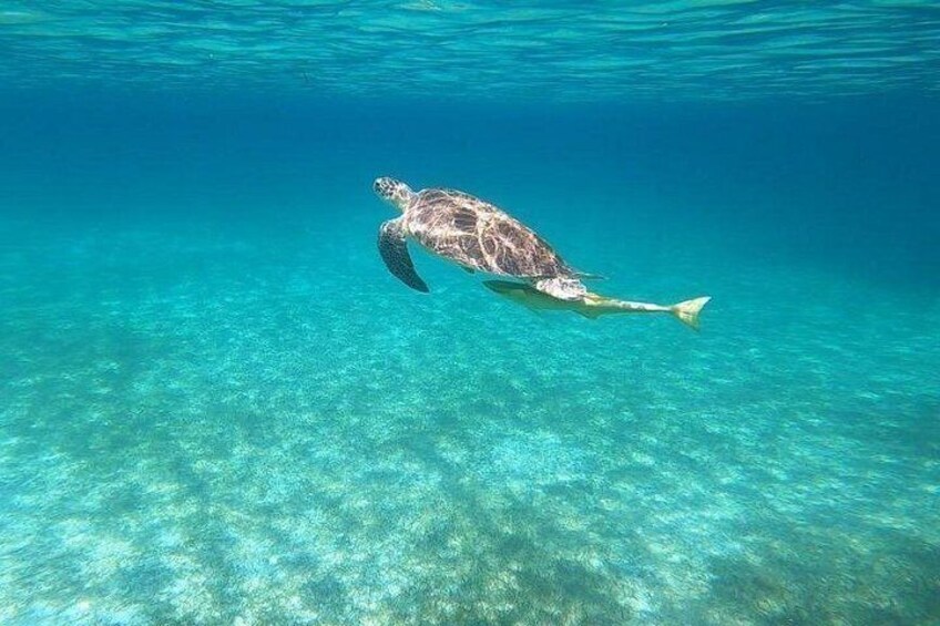 A sea turtle swimming in clear blue water. 4