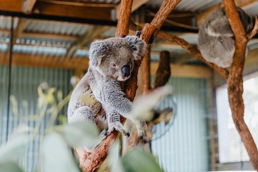 Jervis Bay Day Trip from Sydney with Beaches and Koalas 4