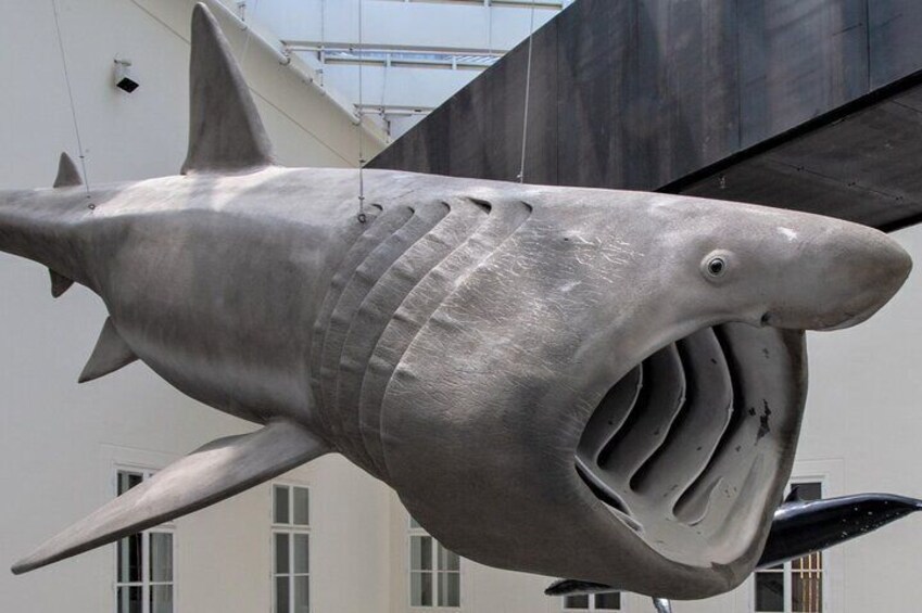 Una gran escultura de tiburón montada en un edificio. 1