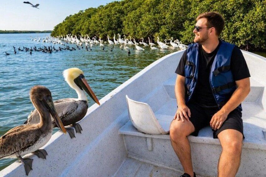 Un homme se trouve sur un bateau, entouré de pélicans, avec un groupe d’oiseaux blancs en arrière-plan. 1