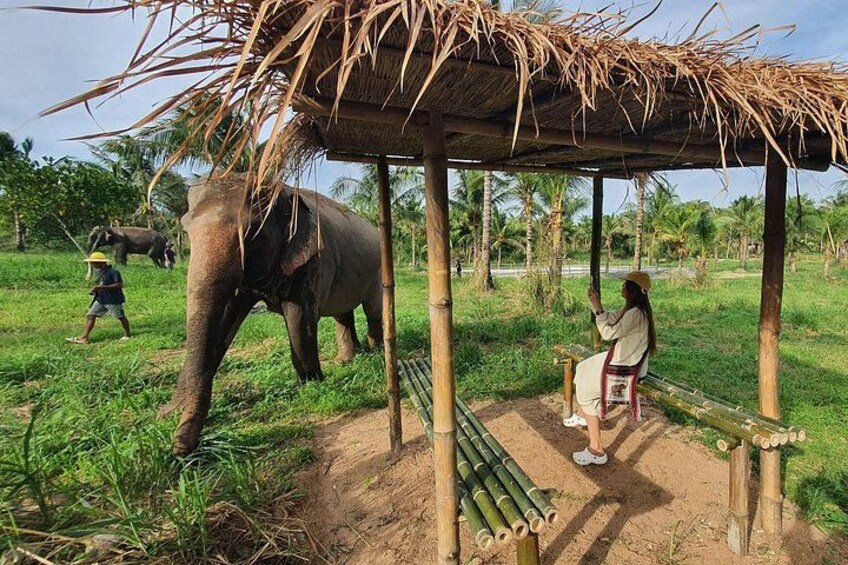 Elephant sanctuary Pattaya 1