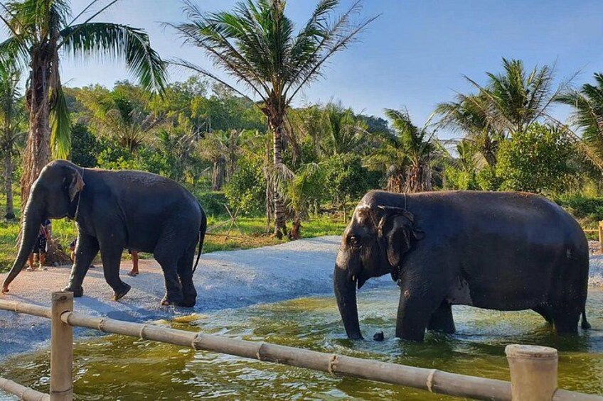 Elephant showering 5
