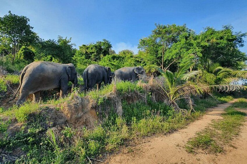Elephant sanctuary Pattaya 2 3