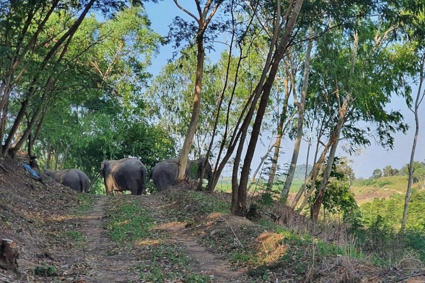 Elephant sanctuary Pattaya 1 4