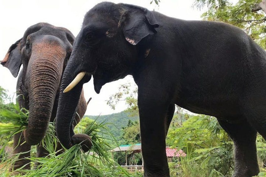 Elephant sanctuary Pattaya 3 2