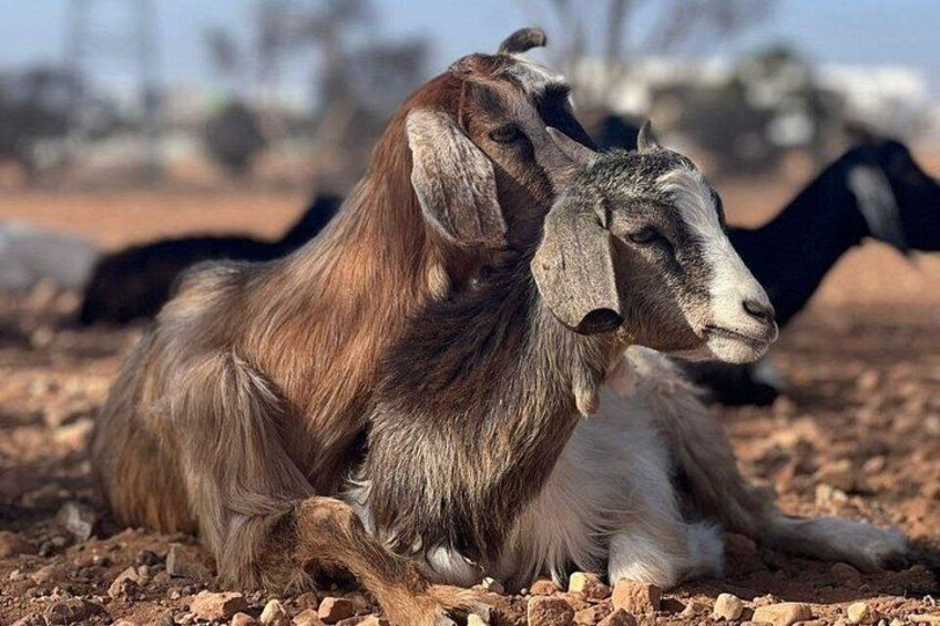 Dos cabras descansando sobre el suelo en una zona árida y rocosa con vegetación escasa. 1
