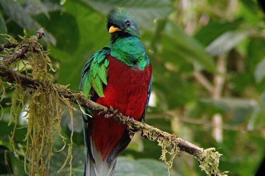 Monteverde Cloud Forest Tour nature hike 1