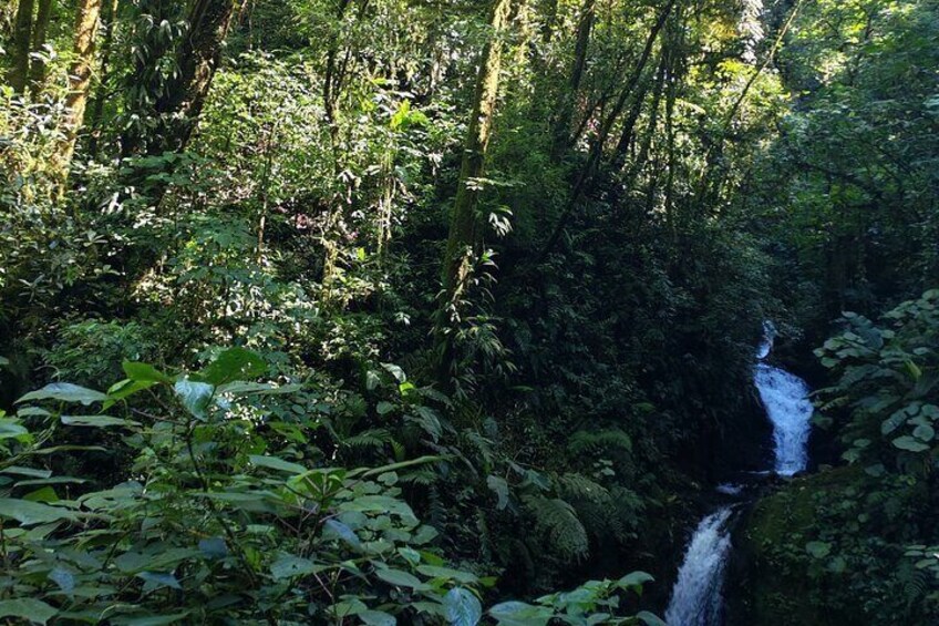 Monteverde Cloud Forest Tour nature hike 2