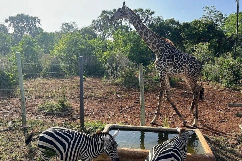 Una jirafa y dos cebras en un recinto con un abrevadero. 3