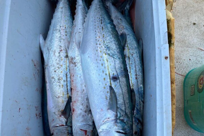 Private Deep Sea Fishing Charter – Puerto Morelos 3