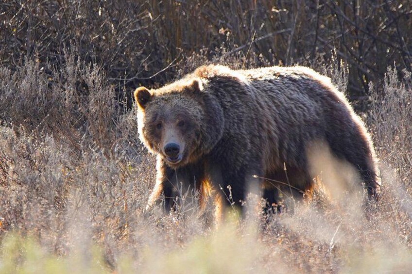 This tour has ample time to look for Grizzlies. 4