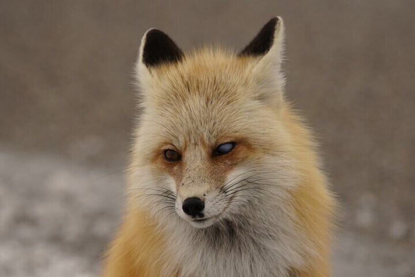 Learn how a fox can survive with a cataract in one eye. 2