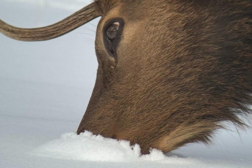 Our Viewing scopes can result in some amazing close ups of wildlife 5