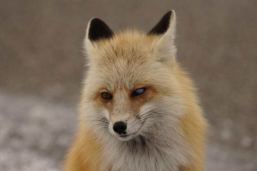 Learn how a fox can survive with a cataract in one eye. 3