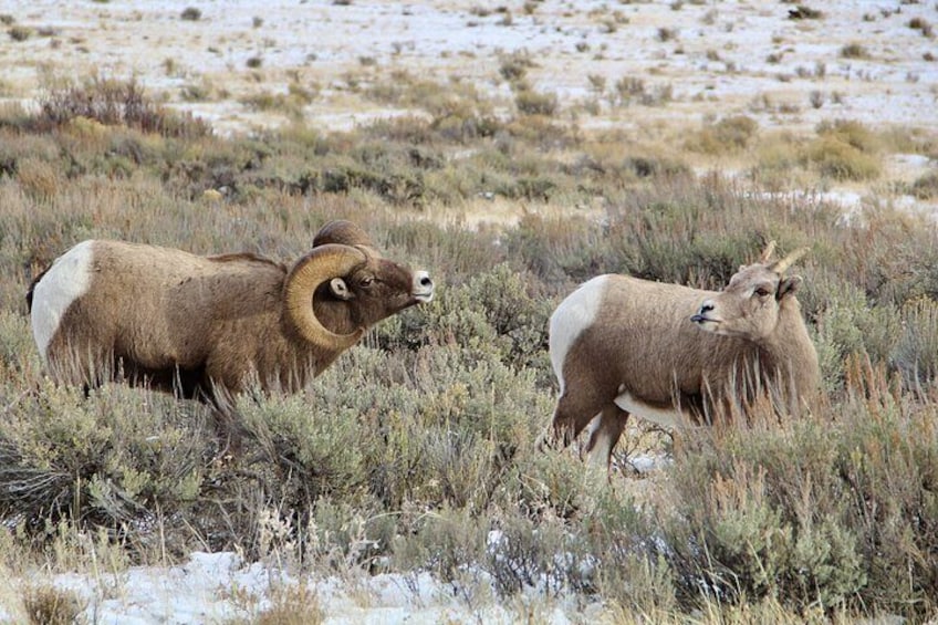 Bighorn Sheep mating involves plenty of "tasting" scents. 2