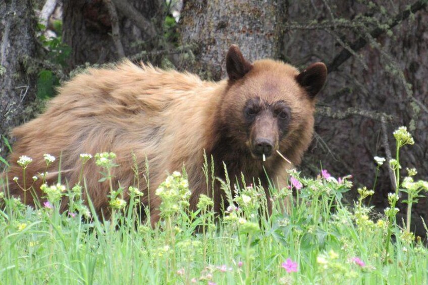 Black bears can be brown 1