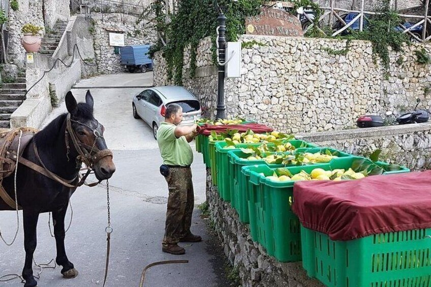 Amalfi Coast experience: Lemons' Pathway and dinner 3